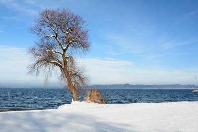 冬天 雪 湖 水域 树 分行 个人 水 寒冷的 自然 白色的