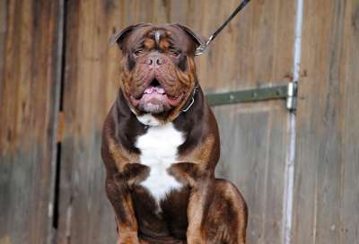 狗 犬类 宠物 英国牛头犬 小狗 动物 棕色
