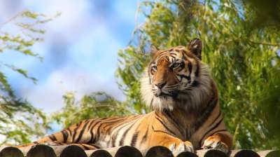 老虎 动物园 动物 捕食者 猫 危险的 野猫 野生动物 自然