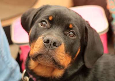 Dogshow 小狗 头 狗 黑色的 肖像 黑褐色 宠物 鼻子