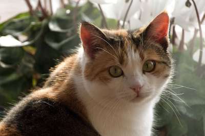 动物 可爱的 猫 宠物 哺乳动物 棕色的宠物