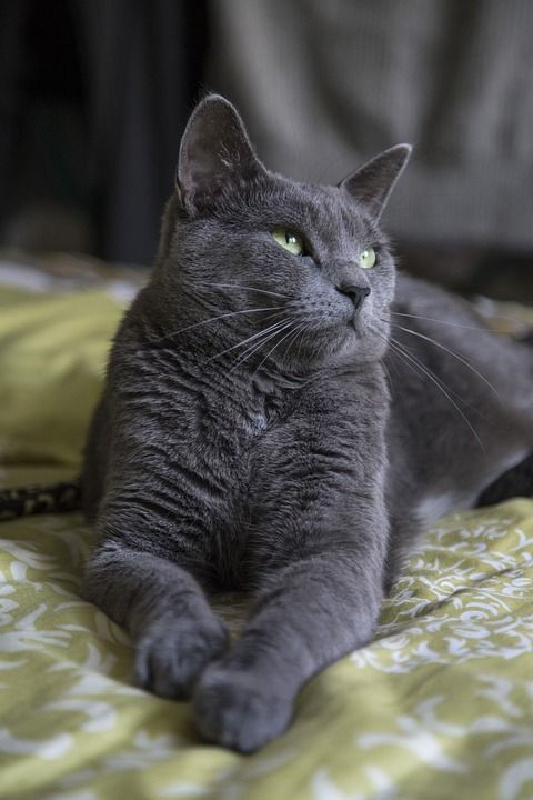 猫 猫科动物 小猫 Kitteh 国内的 毛茸茸的 毛皮 蓬松的