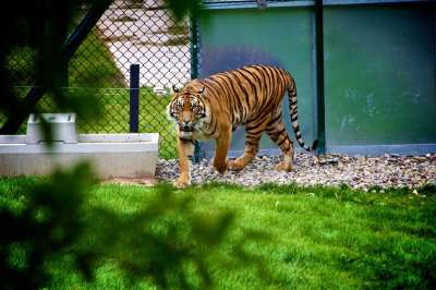 老虎 动物 野生动物 动物园 猫 哺乳动物 丛林 捕食者