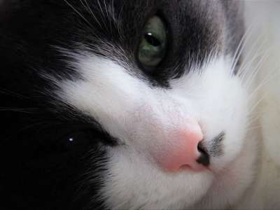 安静的 真的 猫 胡子 看 梦想家 睡觉 疲劳的 漂亮 懒惰
