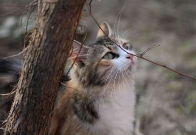 那只猫 猫似的 有色 动物 看 美丽
