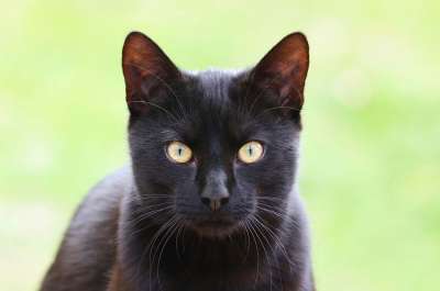 猫 黑色的 宠物 国内的猫 肖像 脸 头 眼睛 猫的眼睛 黑猫