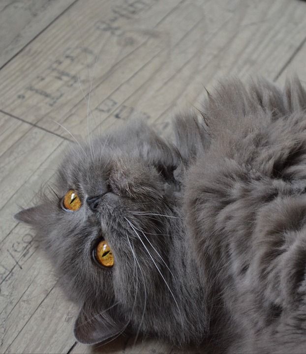 猫 汉兰达 英国长毛猫 家猫