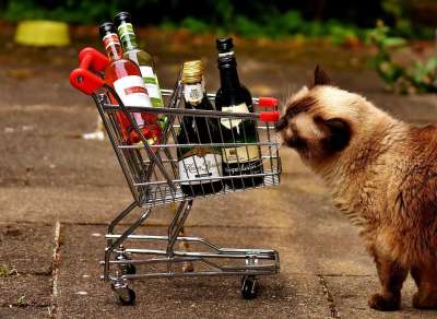 购物冒险 葡萄酒瓶 购物 猫 好奇的 销售 商业 购买 市场
