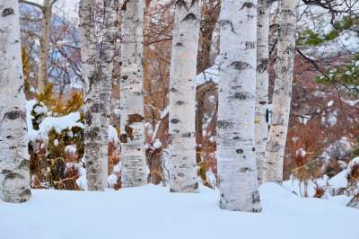黎明Birch 冬天 雪 森林
