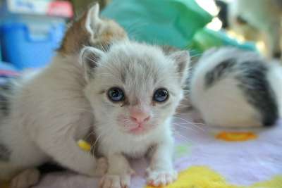 猫 小猫 可爱的 宠物 动物 快乐的 家庭