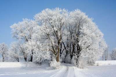 树梢 霜 树木 冬天 雪 冰淇淋 雪景 寒冷的 自然 冬季森林