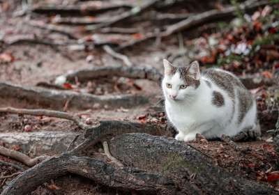 猫 动物园 猫科动物 宠物 动物 自然