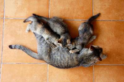 猫 小猫 猫宝宝 可爱的 家畜 家猫 动物 宿醉 幼兽