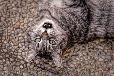猫 满意 说谎 地面 动物 家猫 家畜 细心 自在 动物肖像