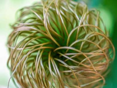 球 子房 Klematis 字符串 扭曲的 植物群 自然 工厂