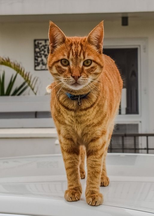 猫 国内的 动物 宠物 可爱的 小猫 眼睛 看着 好奇的