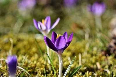 番红花 虹膜家族 紫色 大器晚成 盛开 开花 春天 春天的预兆