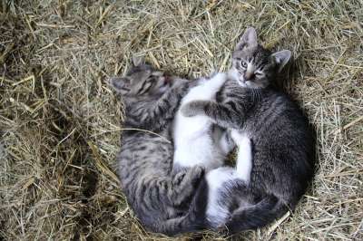 小猫 猫 可爱的 宠物 动物 猫科动物 基蒂 哺乳动物 甜的