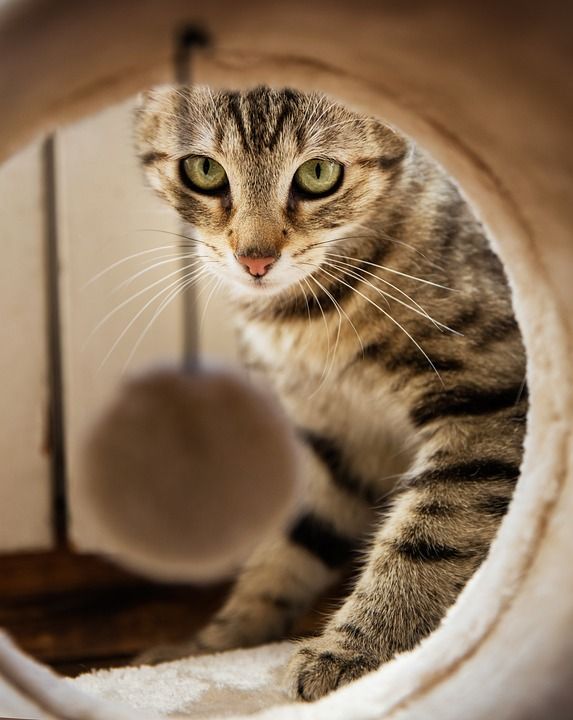 猫 动物 首页 小猫 弧 眼睛 房间