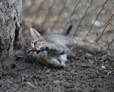那只猫 玩 小的 有趣的 猫似的 可爱的