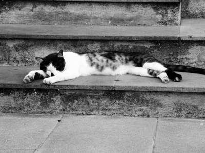 猫咪 动物医院 猫眼 黑白猫 猫脸 睡猫