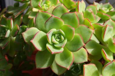 多汁的 埃切维里亚 园艺 装饰 植物 植物群 玫瑰花结 绿色园艺