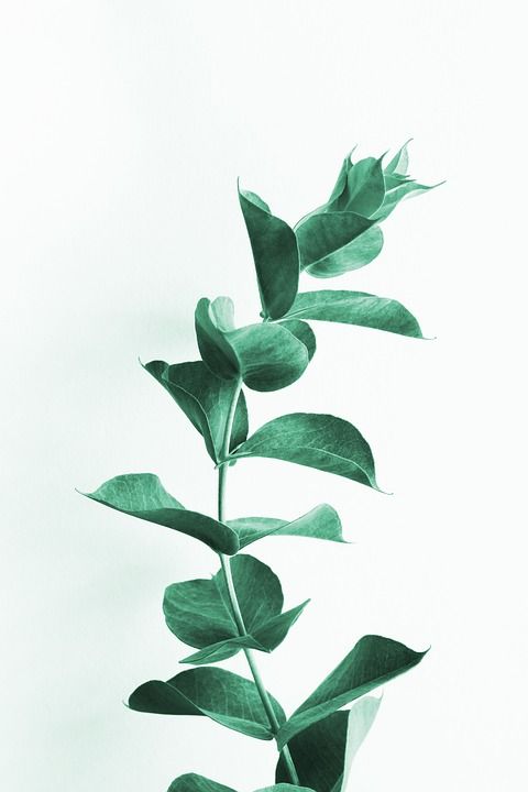 桉树 树叶 叶子 枝杈 澳大利亚人 分行 植物 自然 蓝色的