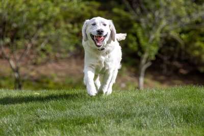 金毛猎犬 狗 宠物 动物 国内的 犬类 哺乳动物 高清壁纸