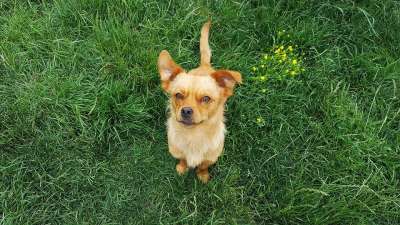 狗 年轻的狗 小狗 有趣的狗 黄狗 狗鼻子 谱系 犬类 可爱的