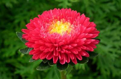 花 翠菊 红色的 花园 在秋天 性质 特写 谷物