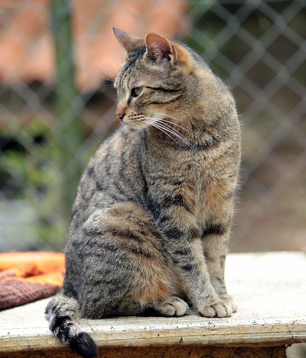 卡策 豪斯卡策 猫 动物 宠物 家畜 猫科动物 米灰色 老虎