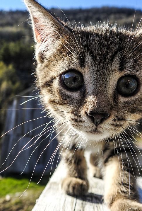 小猫 猫 可爱的 宠物 动物 基蒂 国内的 年轻 毛皮 肖像