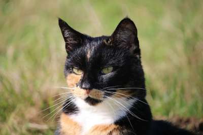 猫 幸运猫 三色 家猫 猫脸