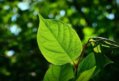 叶子 静脉 图案 植物 春绿色 绿化 半透明 绿色的植物 绿叶