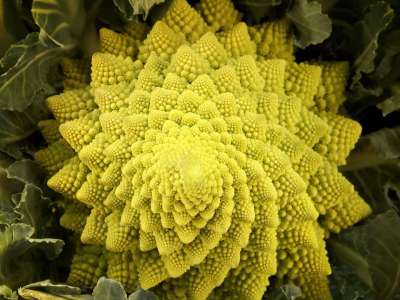 Romanescu 宝塔 蔬菜 菜花 分形 抽象的 模式 植物几何