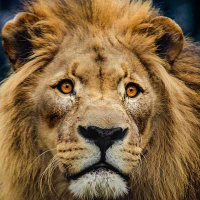 狮子 头 大猫 猫 捕食者 鬃毛 狮子王 男性 关闭 脸