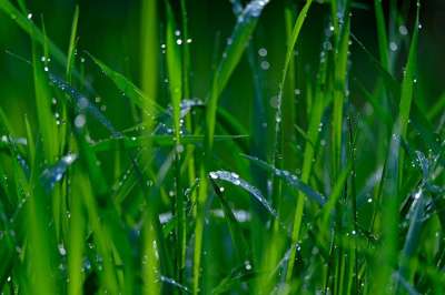 草地 湿的 雨滴 自然 滴 水 新鲜 明天 草 绿色
