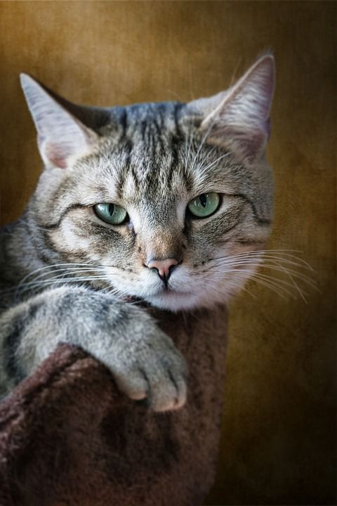 动物 猫 猫科动物 宠物 哺乳动物 毛皮 小猫