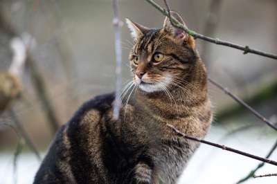 猫 动物 毛皮 家畜 户外 老虎 肖像 家猫 哺乳动物 可爱的