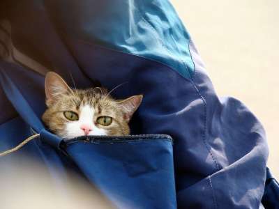 猫 包 眼睛 可爱的 宠物 国内的 猫科动物 孟加拉 品种