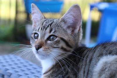 猫 猫宝宝 小猫 蓬松的 鲭鱼 幼兽