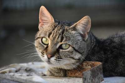 猫 猫科动物 头 脸 胡须 动物 眼睛 小猫 可爱的 毛皮