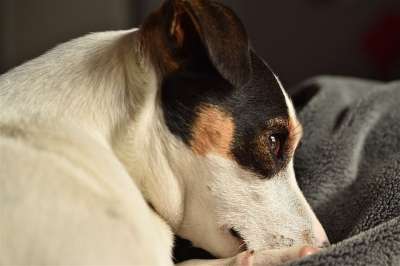 狗 杰克罗素 可爱 梗犬 杰克 罗素 头