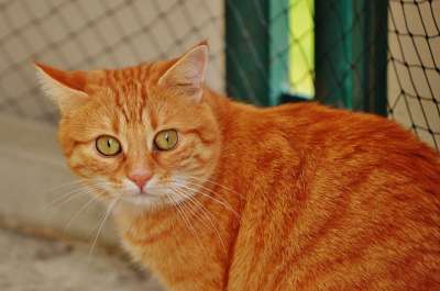猫 宿醉 红色的 可爱的 鲭鱼 老虎 舒适 动物 家猫 毛皮