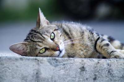 猫咪 猫 欧洲猫 斑猫 流浪猫