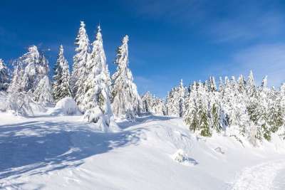 冬天 雪 十二月 冬季森林