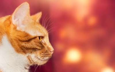 猫 宿醉 家畜 家猫 动物肖像 关闭 猫眼 可爱的 红色的