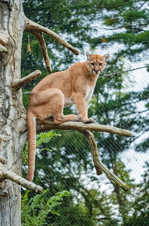 彪马 美洲狮 山狮 猫科动物 猫 捕食者 食肉动物 哺乳动物