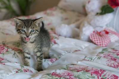 小猫 新生 猫 舌头 咆哮 促进 可爱的 毛皮 国内的