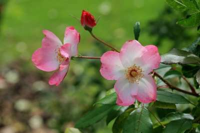狗玫瑰 粉红色的花朵 花蕾 芽 花朵 花园 植物 盛开